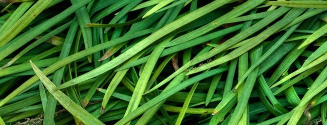 Blades of Grass - Free High Resolution Grass and Leaf Textures