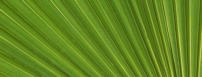 Leaf 20 - Free High Resolution Grass and Leaf Textures