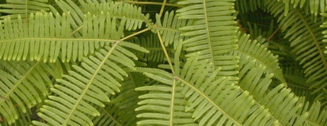 fern leaf - Free High Resolution Grass and Leaf Textures