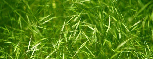 grass 002 - Free High Resolution Grass and Leaf Textures