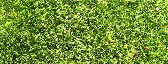 grass texture - Free High Resolution Grass and Leaf Textures