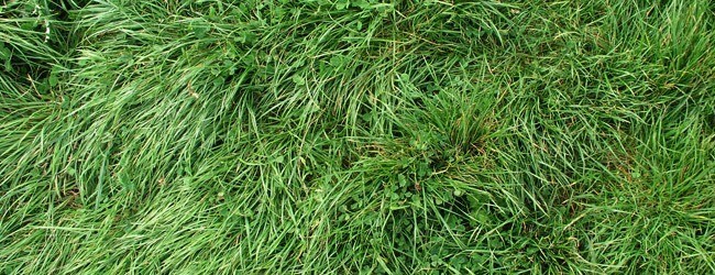 long green grass - Free High Resolution Grass and Leaf Textures