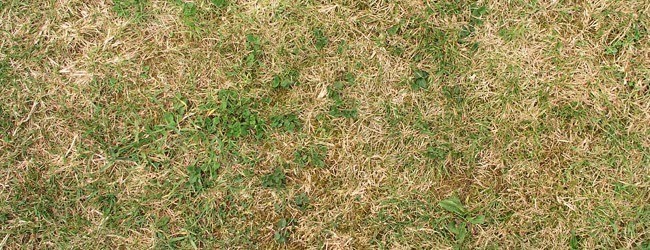 short grass - Free High Resolution Grass and Leaf Textures