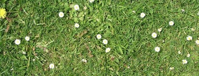 summer grass daisies - Free High Resolution Grass and Leaf Textures