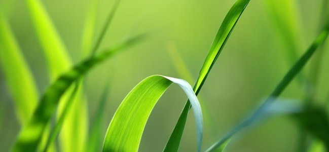 Green stalk - Amazing high resolution wallpapers #2