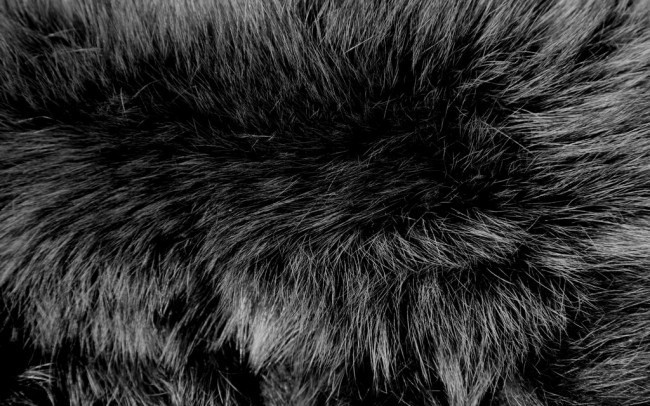 Fur Texture 7 by Dragonfly113 Stock e1328448868684 - 180 FURRY ANIMAL TEXTURES: THE ULTIMATE COLLECTION