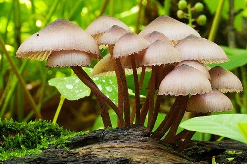 19 MushroomCluster - Collection of Lovely Mushroom Pictures
