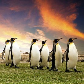 google penguin update - What You Need to Know About the Google Penguin Update