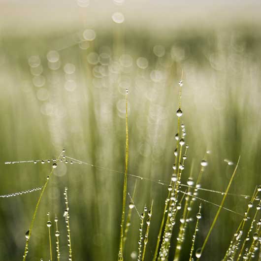 Most Excellent Examples Of Morning Dew Photography 015 - Dew Drops on the grass and few first moment of early morning