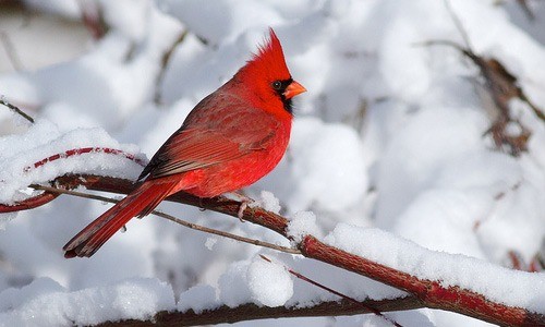 winter photography cardinal - Chill Winter Photography