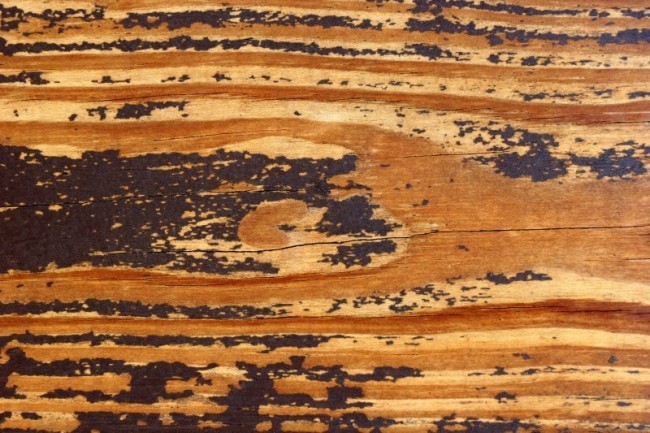 watermark2.php  e1359621201473 - 200+ Free High Quality Grunge Wood Texture