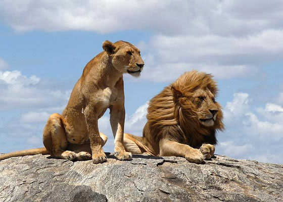 Lions - Examples of Super Excellent Photography