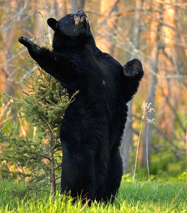 funny bears doing human things 34 - Exceptional Photos Of Bears Acting Like Humans