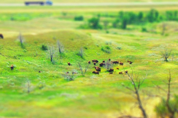 miniature bisons - 30+ Awesome Examples of Tilt-Shift Photography